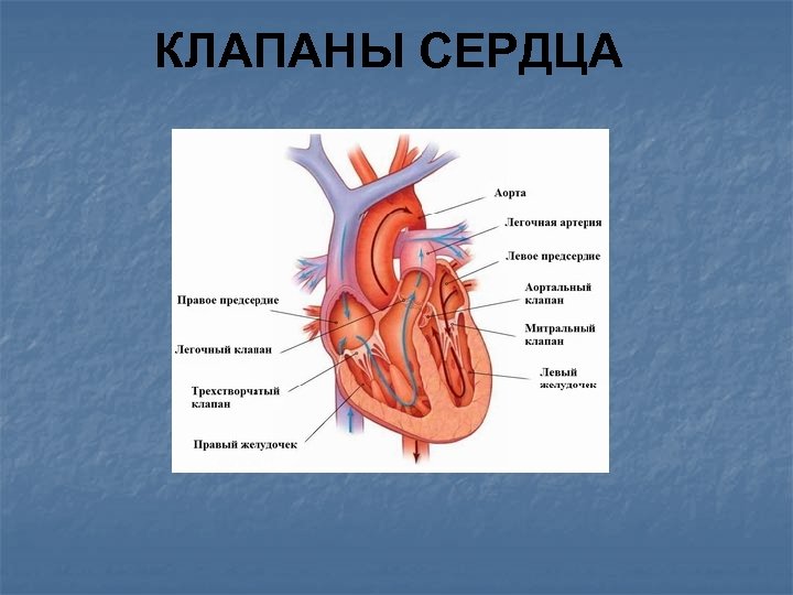 Схема расположения клапанов сердца