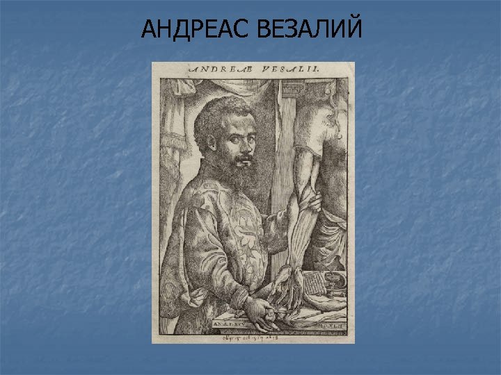 АНДРЕАС ВЕЗАЛИЙ 