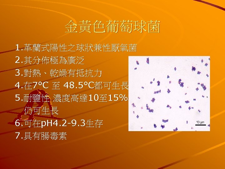 金黃色葡萄球菌 1. 革蘭式陽性之球狀兼性厭氧菌 2. 其分佈極為廣泛 3. 對熱、乾燥有抵抗力 4. 在 7°C 至 48. 5°C都可生長 5.