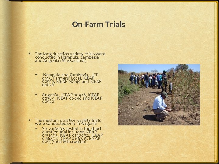 On-Farm Trials The long duration variety trials were conducted in Nampula, Zambezia and Angonia