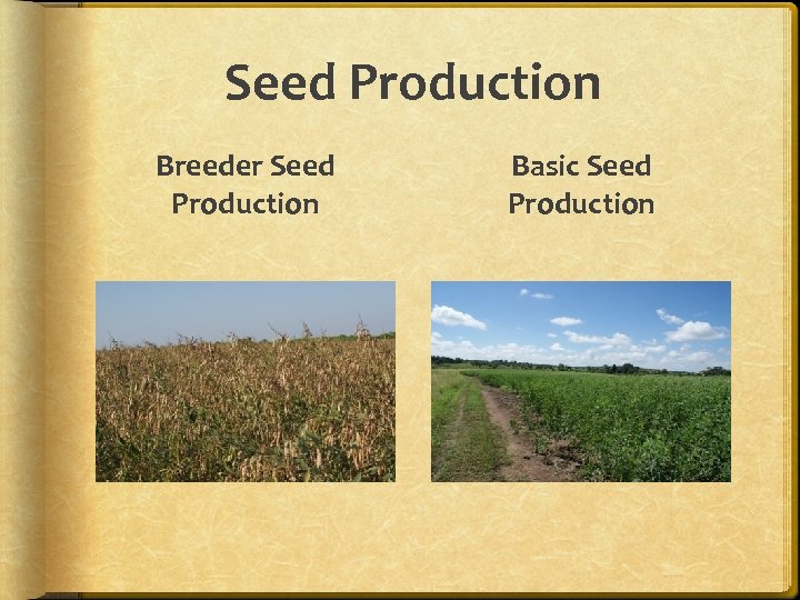 Seed Production Breeder Seed Production Basic Seed Production 