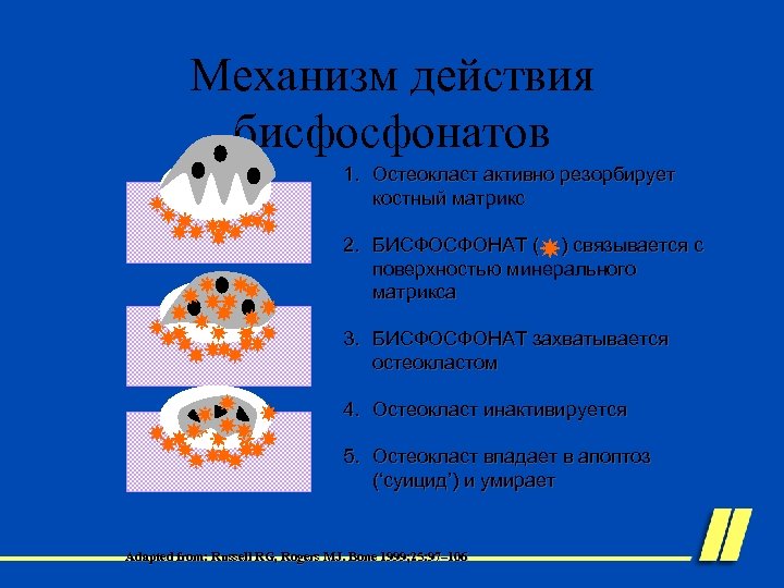 Механизм действия бисфосфонатов 1. Остеокласт активно резорбирует костный матрикс 2. БИСФОСФОНАТ ( ) связывается