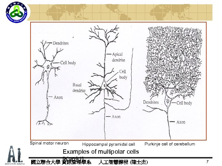 Spinal motor neuron Hippocampal pyramidal cell Purkinje cell of cerebellum Examples of multipolar cells