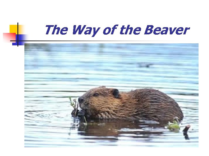 The Way of the Beaver 