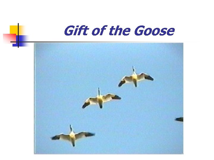 Gift of the Goose 