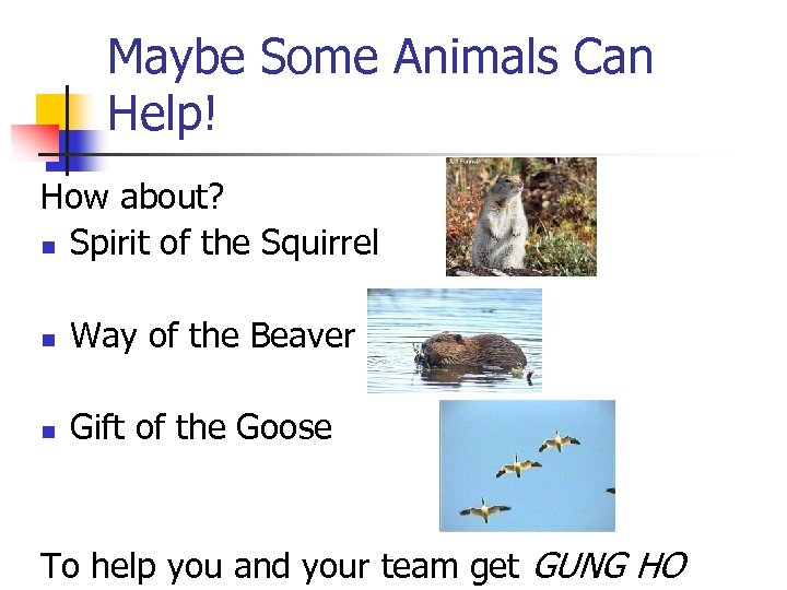 Maybe Some Animals Can Help! How about? n Spirit of the Squirrel n Way