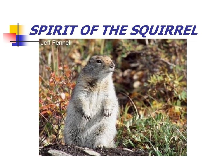 SPIRIT OF THE SQUIRREL 