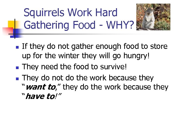 Squirrels Work Hard Gathering Food - WHY? n n n If they do not