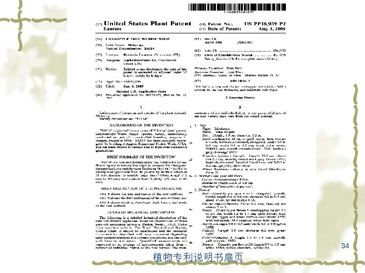 34 植物专利说明书扉页 