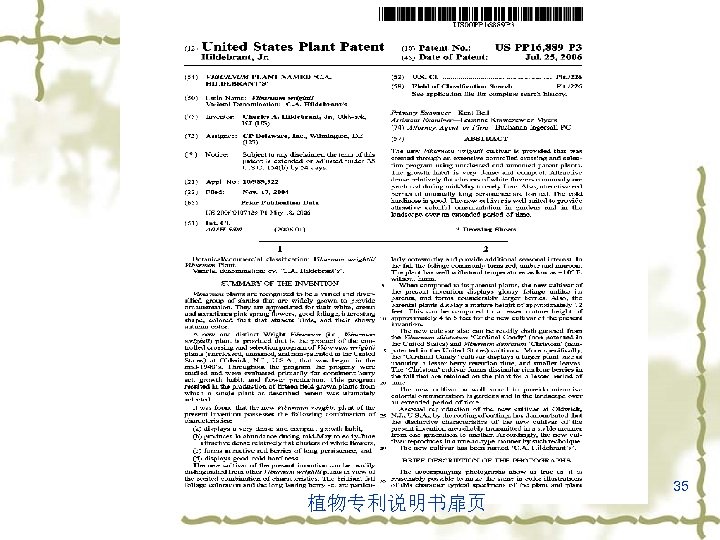 植物专利说明书扉页 35 