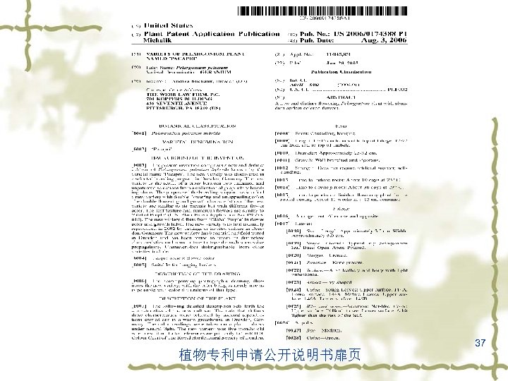 植物专利申请公开说明书扉页 37 