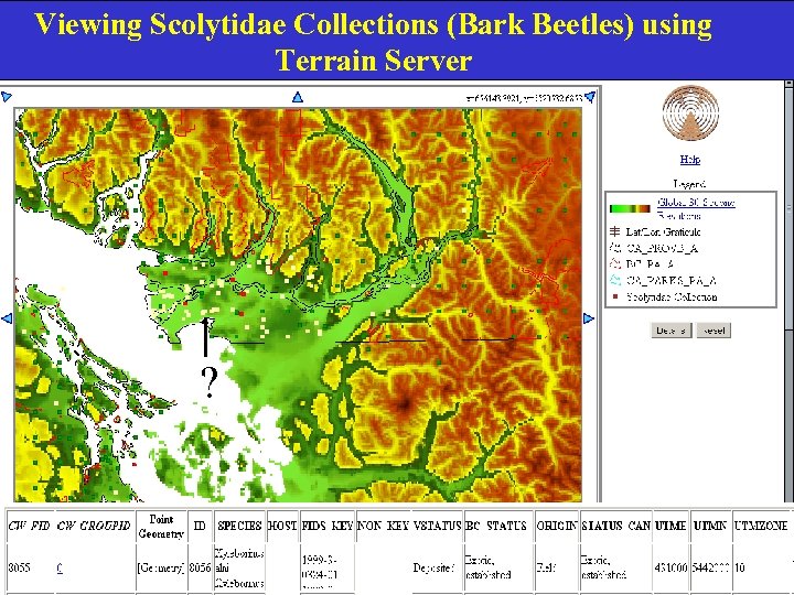 Viewing Scolytidae Collections (Bark Beetles) using Terrain Server ? 