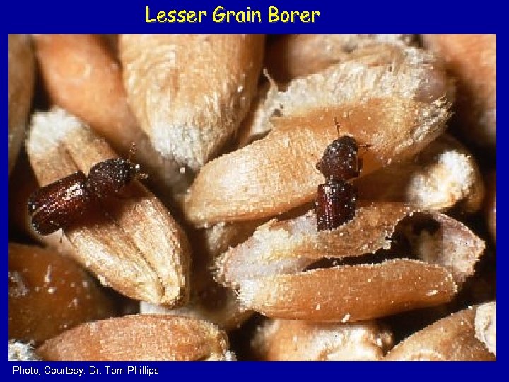 Lesser Grain Borer Photo, Courtesy: Dr. Tom Phillips 