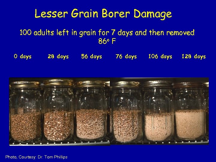 Lesser Grain Borer Damage 100 adults left in grain for 7 days and then