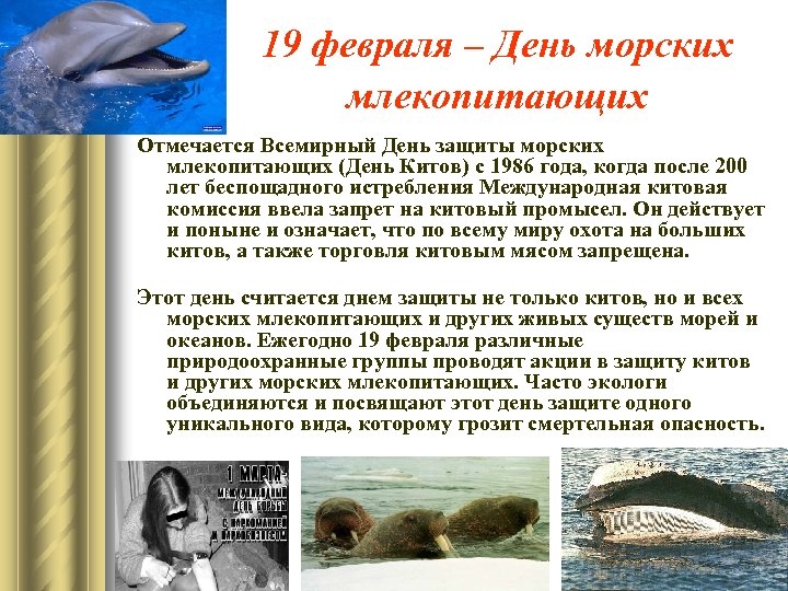 Морские млекопитающие презентация