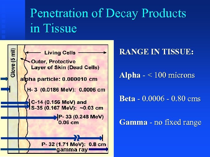 Penetration of Decay Products in Tissue RANGE IN TISSUE: Alpha - < 100 microns