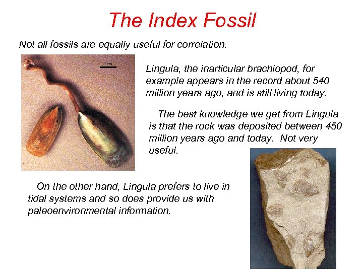 The Index Fossil Not all fossils are equally useful for correlation. Lingula, the inarticular