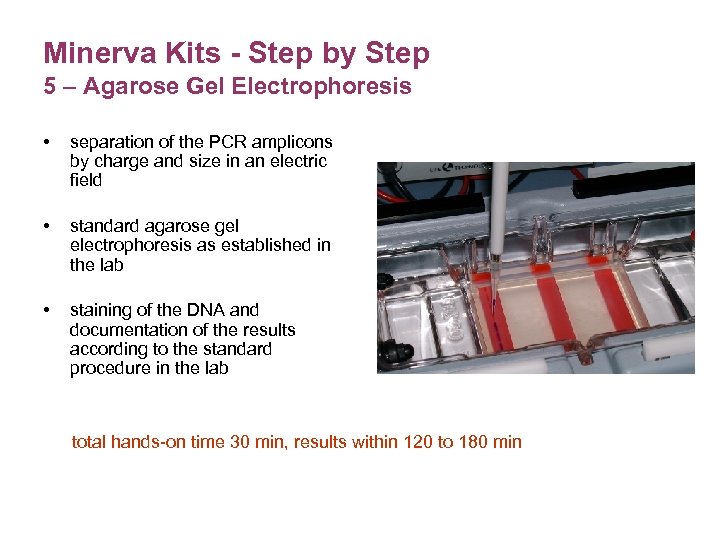 Minerva Kits - Step by Step 5 – Agarose Gel Electrophoresis • separation of