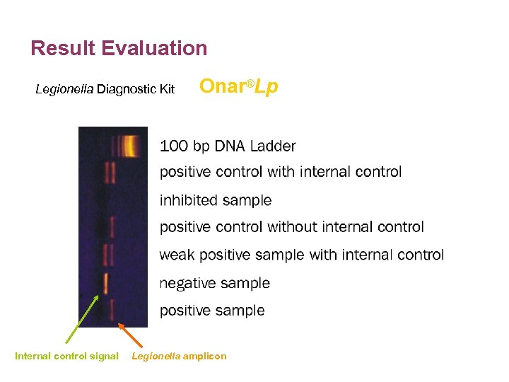 Result Evaluation Legionella Diagnostic Kit Internal control signal Onar®Lp Legionella amplicon 