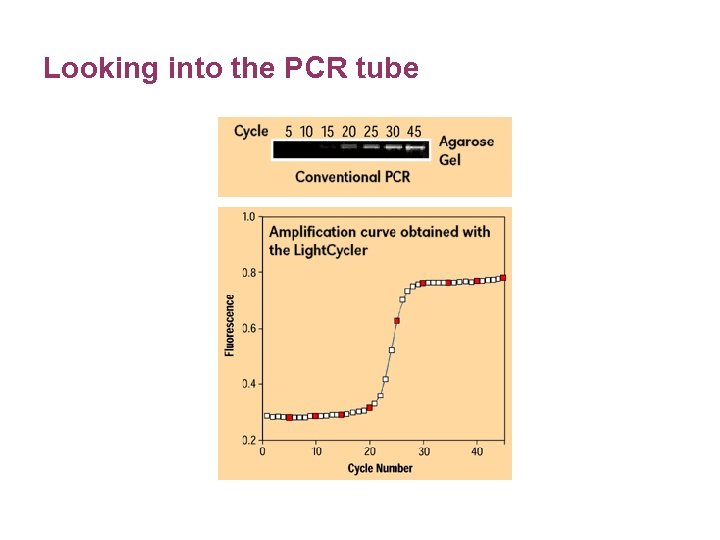 Looking into the PCR tube 