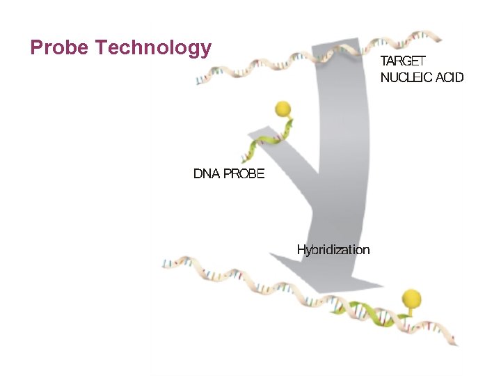 Probe Technology 