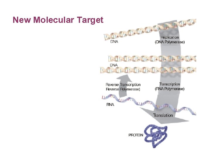 New Molecular Target 