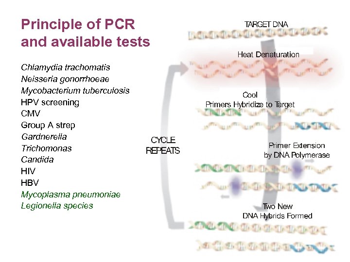 Principle of PCR and available tests Chlamydia trachomatis Neisseria gonorrhoeae Mycobacterium tuberculosis HPV screening