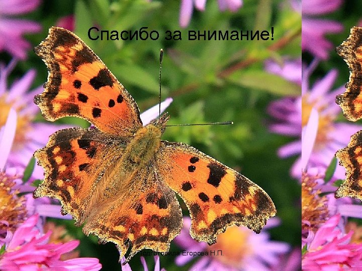 Спасибо за внимание! Подготовила Егорова Н. П. 