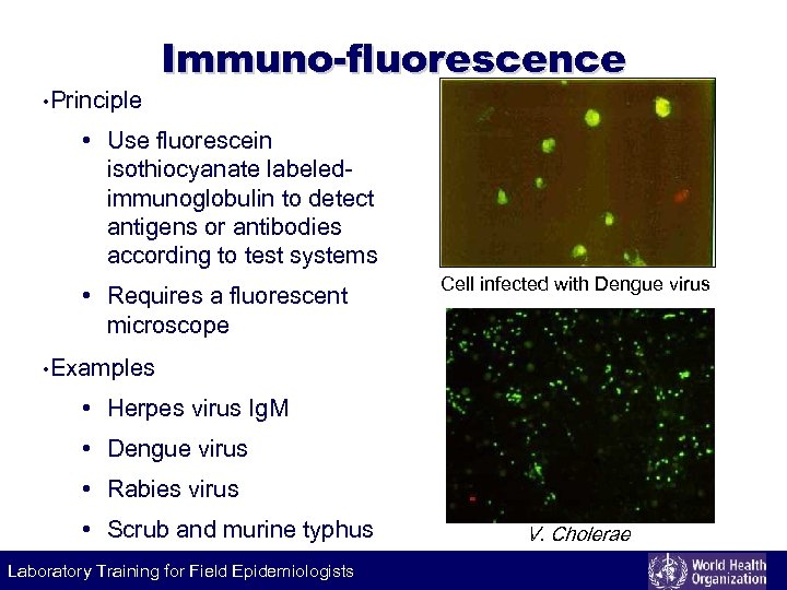  • Principle Labeling Immuno-fluorescence technique • Use fluorescein isothiocyanate labeledimmunoglobulin to detect antigens