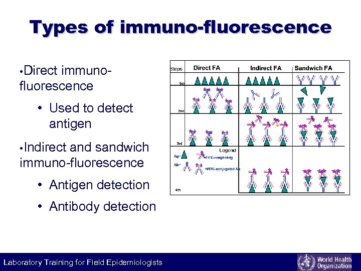 Labeling Types of immuno-fluorescence technique • Direct immunofluorescence • Used to detect antigen •