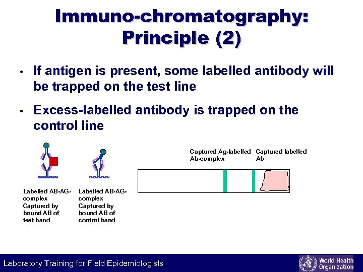 Immuno-chromatography: Principle (2) • If antigen is present, some labelled antibody will be trapped