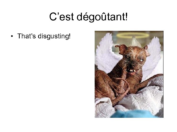 C’est dégoûtant! • That’s disgusting! 