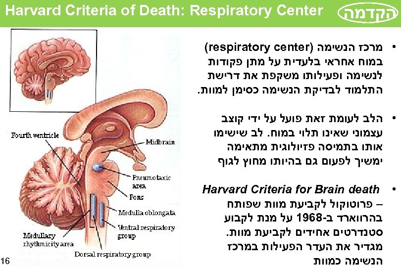  הקדמה Harvard Criteria of Death: Respiratory Center • מרכז הנשימה ) (respiratory center