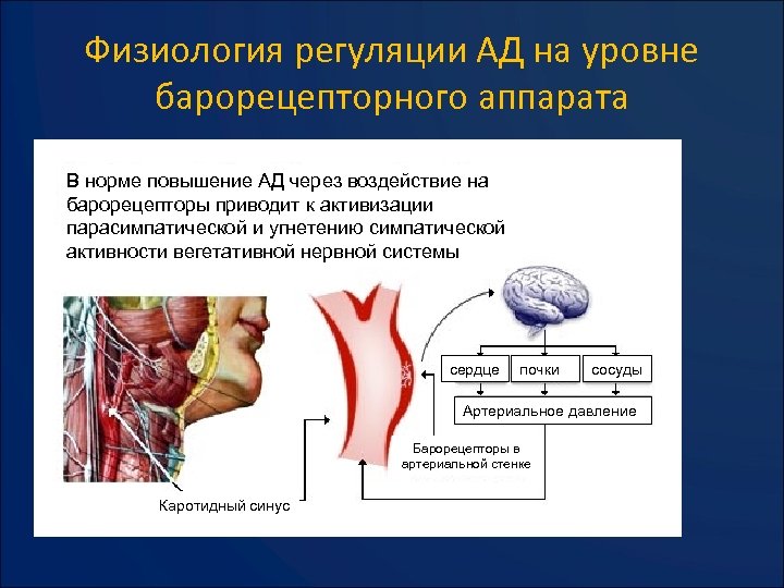 Физиология регуляции АД на уровне барорецепторного аппарата В норме повышение АД через воздействие на