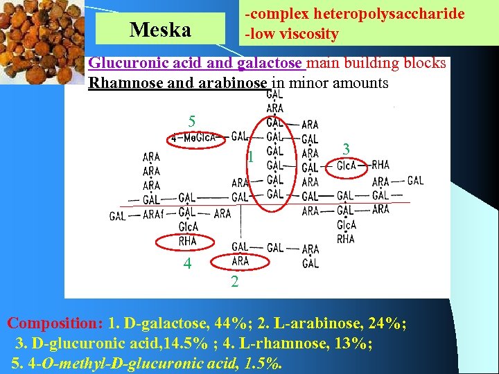 -complex heteropolysaccharide -low viscosity Meska Glucuronic acid and galactose main building blocks Rhamnose and