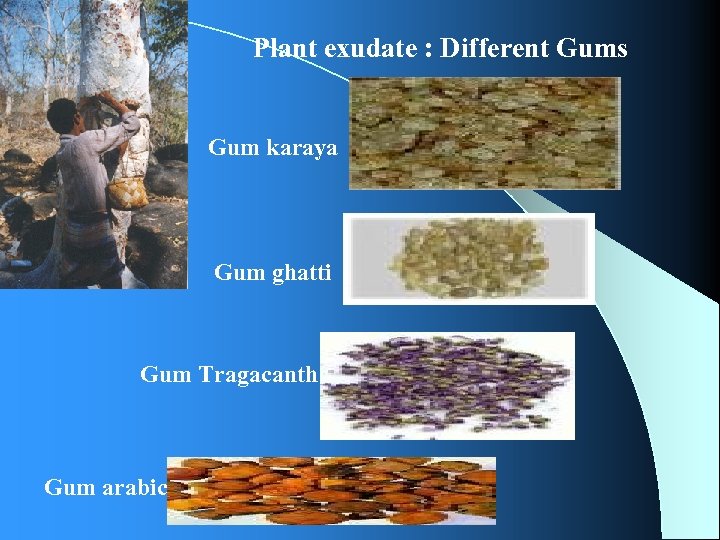 Plant exudate : Different Gums Gum karaya Gum ghatti Gum Tragacanth Gum arabic 