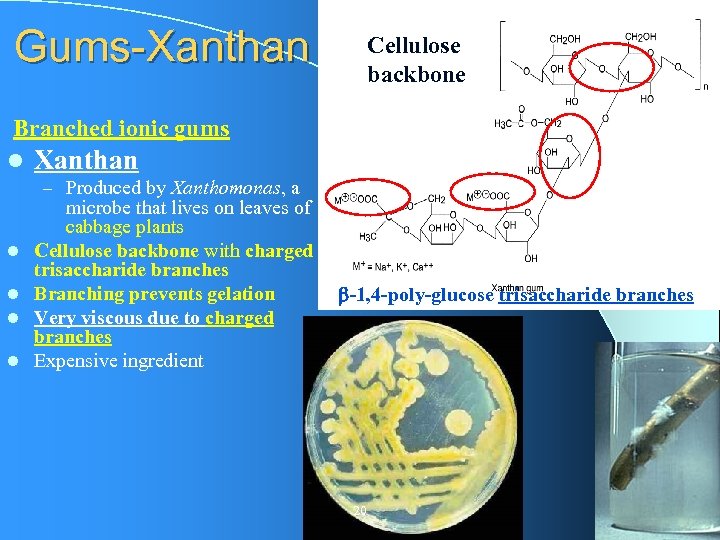 Gums-Xanthan Cellulose backbone Branched ionic gums l Xanthan – Produced by Xanthomonas, a l