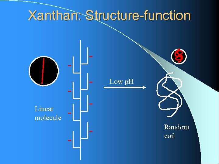 Xanthan: Structure-function Linear molecule - - Low p. H - Random coil 