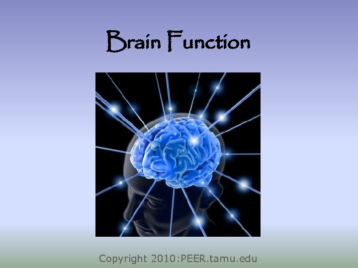 Brain Function Copyright 2010: PEER. tamu. edu 