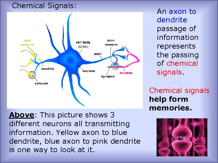 Chemical Signals: Above: This picture shows 3 different neurons all transmitting information. Yellow axon