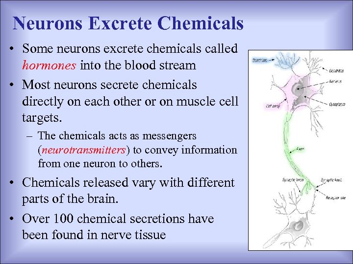 Neurons Excrete Chemicals • Some neurons excrete chemicals called hormones into the blood stream