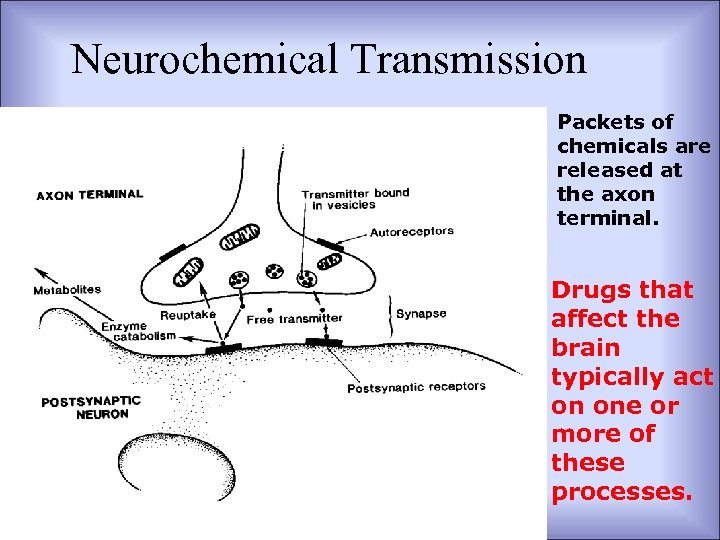 Neurochemical Transmission Packets of chemicals are released at the axon terminal. Drugs that affect