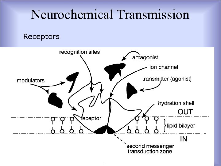 Neurochemical Transmission Receptors 