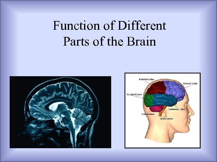 Function of Different Parts of the Brain 