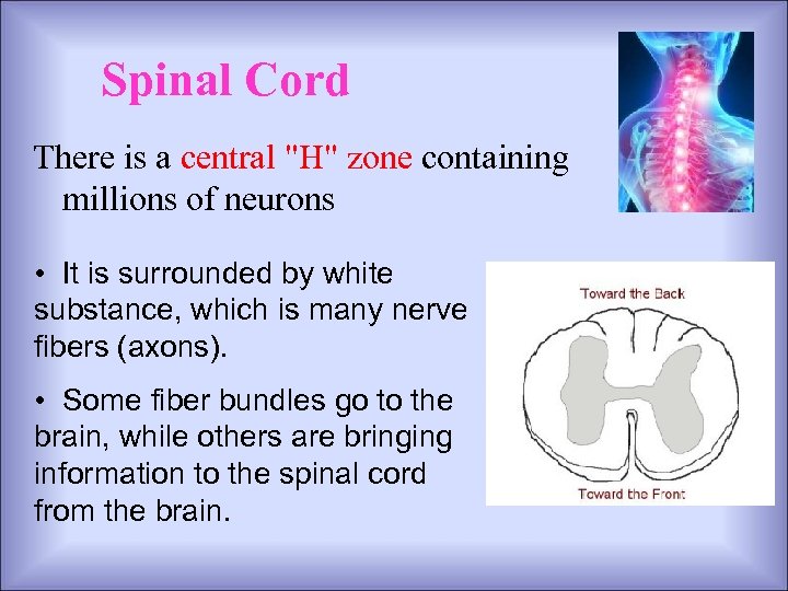 Spinal Cord There is a central "H" zone containing millions of neurons • It