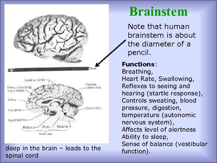 Brainstem Note that human brainstem is about the diameter of a pencil. deep in