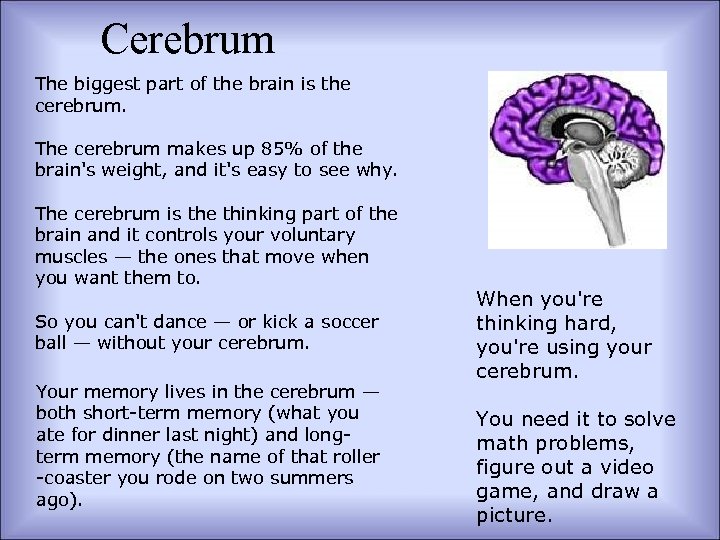 Cerebrum The biggest part of the brain is the cerebrum. The cerebrum makes up