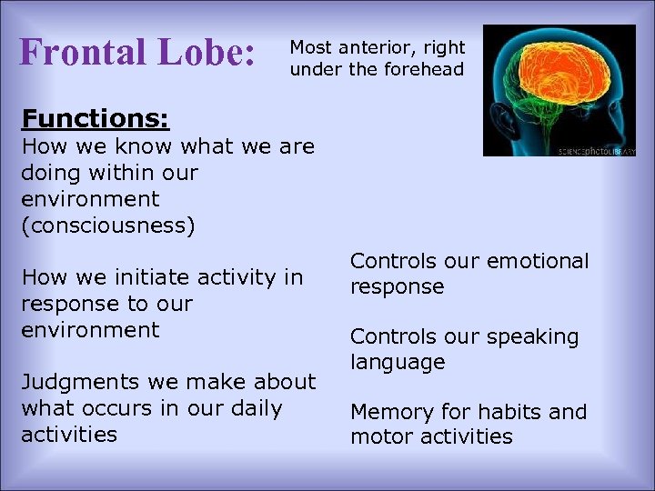 Frontal Lobe: Most anterior, right under the forehead Functions: How we know what we