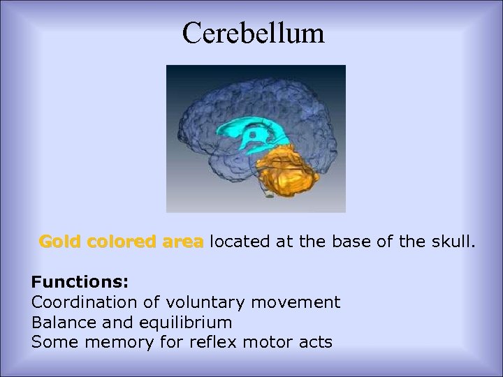 Cerebellum Gold colored area located at the base of the skull. Functions: Coordination of