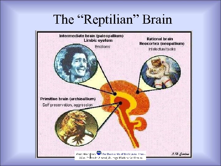The “Reptilian” Brain 